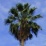 Washingtonia robusta.jpg